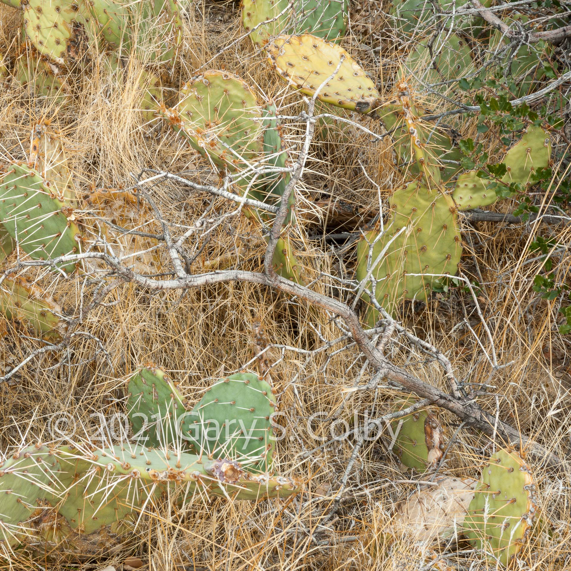 Colby_130123_7463_drv.jpg