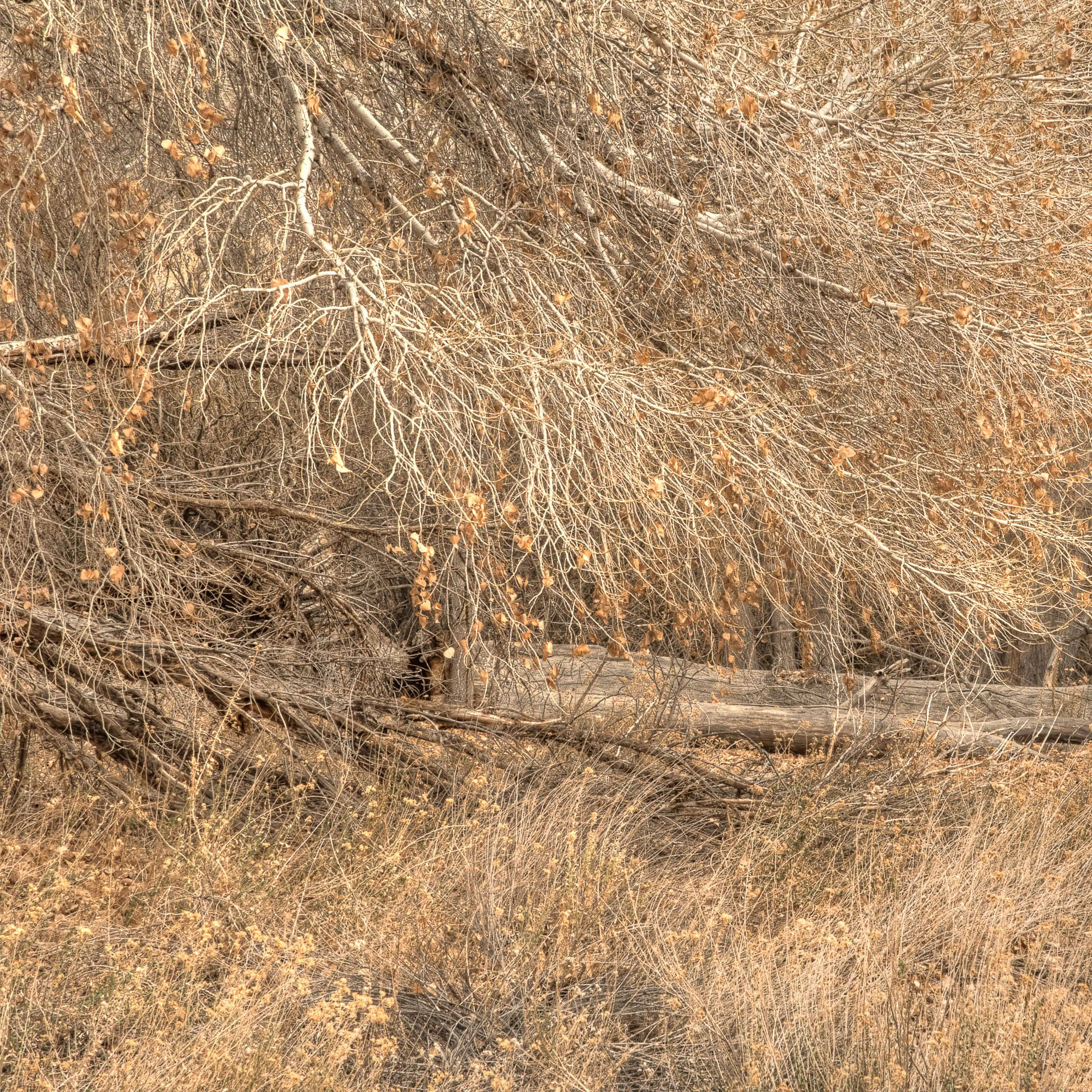 Colby_130123__drv-2.jpg
