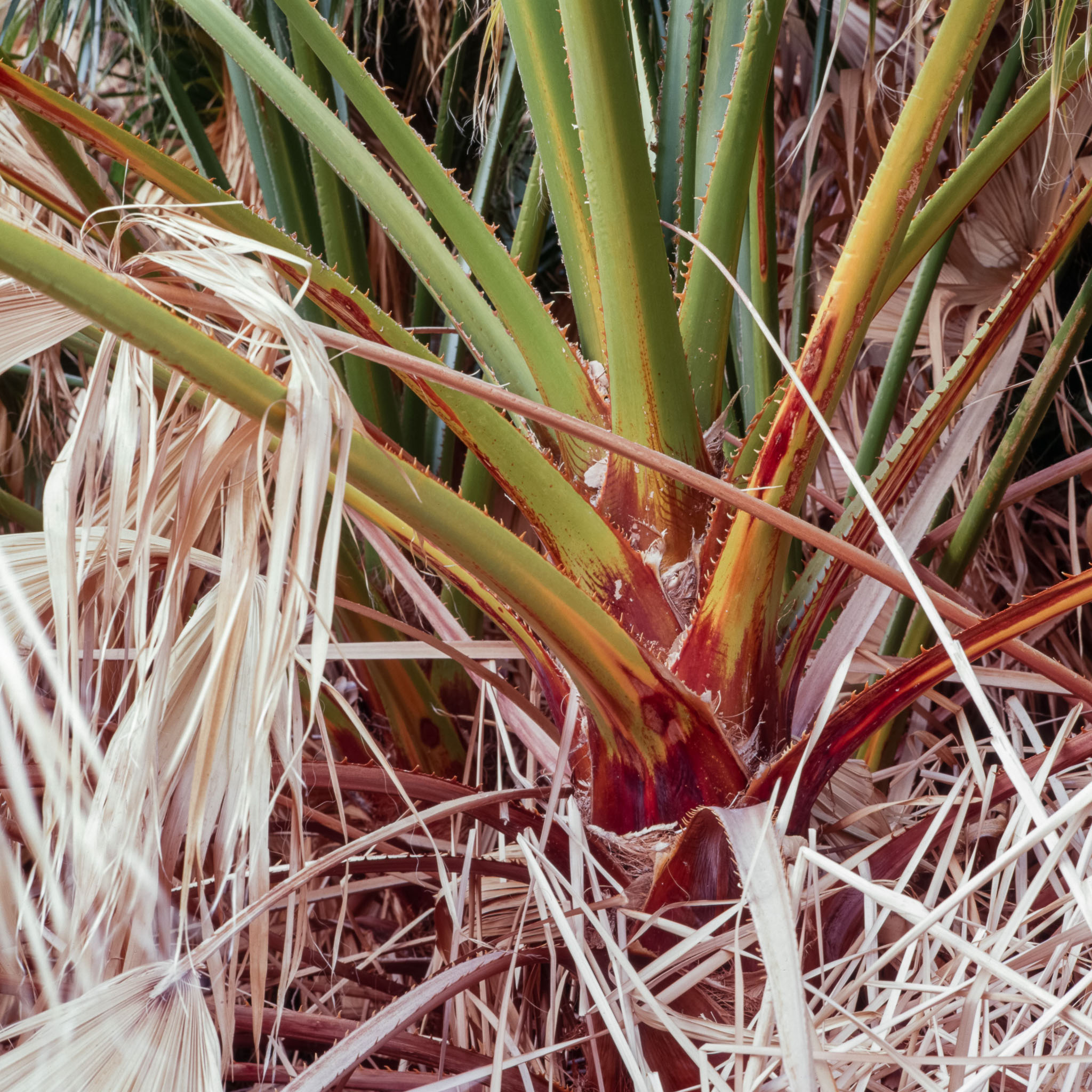 c1980_Joshua_Tree_0044.jpg