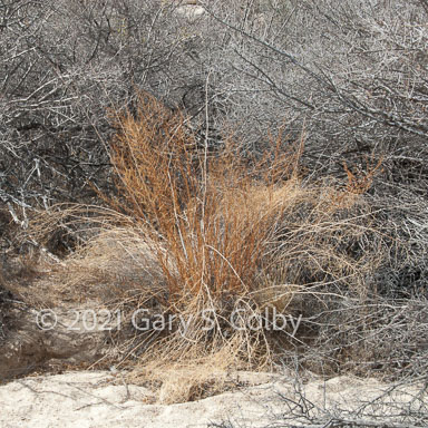 Colby_070324_0428_drv.jpg