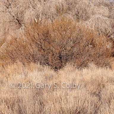 Colby_120110_5189_drv.jpg